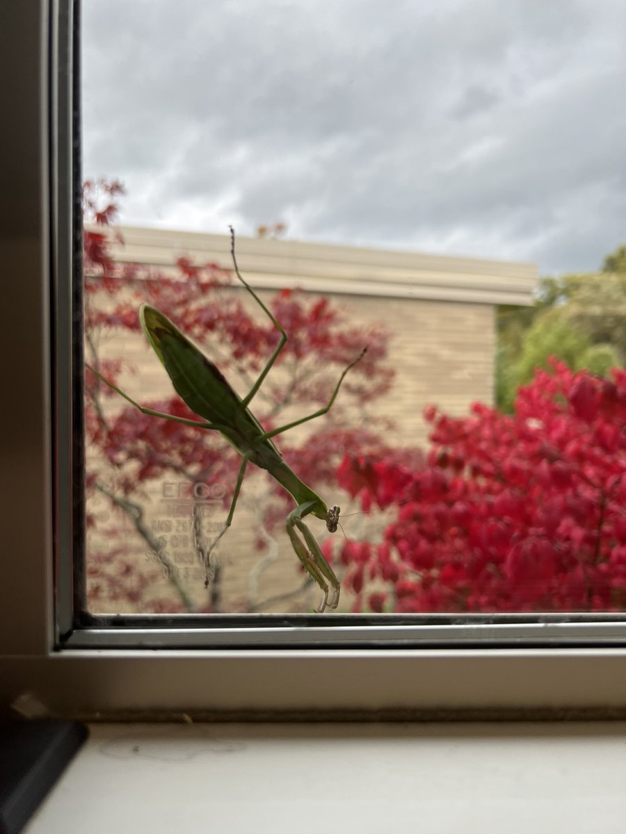 cretiao's tweet photo. Even the wildlife at Gayhead are interested in learning how to read -this guy hung out all day watching our lessons -S doing alphabet warm ups with letter shaped erasers @GayheadWCSD @GrizzliesGH @WCSDEmpowers #alphabetwarmups #prayingmantis https://t.co/cQ1xJHU9oO