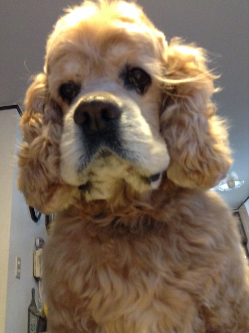 アメリカンコッカースパニエルのtwitterイラスト検索結果 アメリカンコッカースパニエルのtwitterイラスト検索結果