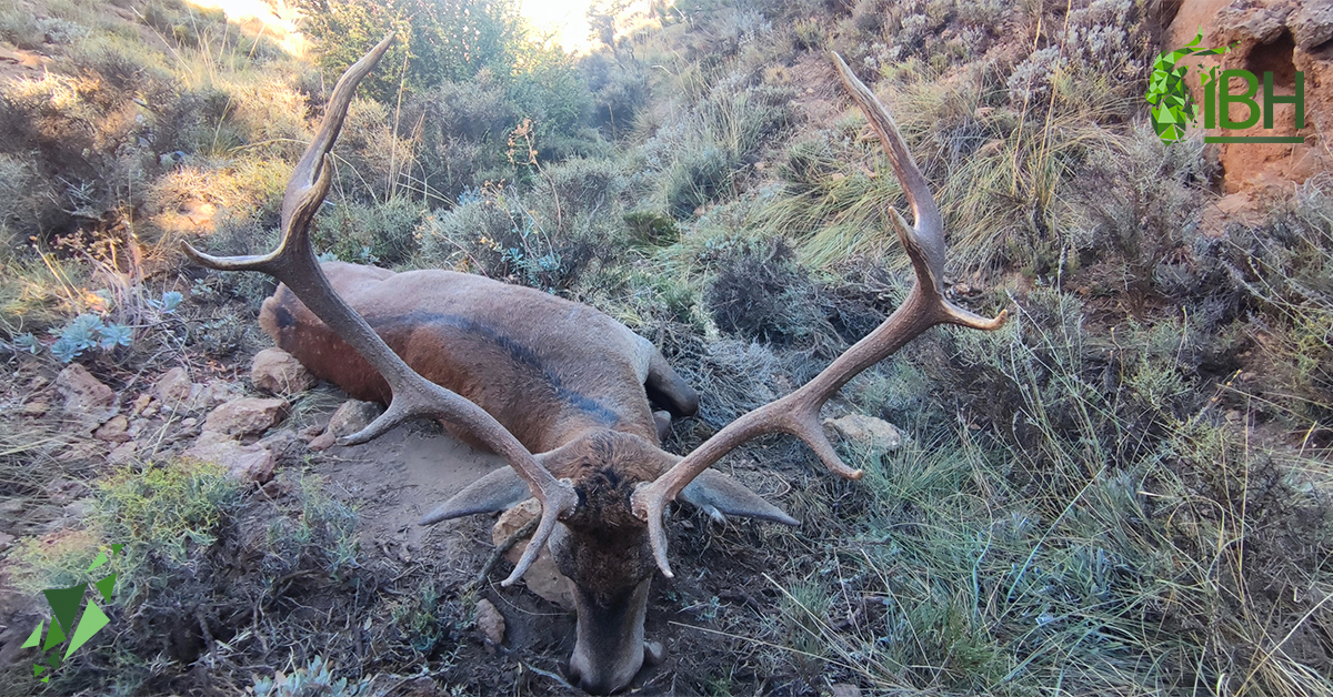 iberhunting's tweet photo. We don't stop! 💪 Rut time is the best when you want to hunt a good Red Deer in Spain 💯
.
#iberhunting #hunting #hunt #huntingspain #reddeerhunting #redstaghunting #redstagsafaris #redstaghunt #deerstalking https://t.co/B0pUY8thpW