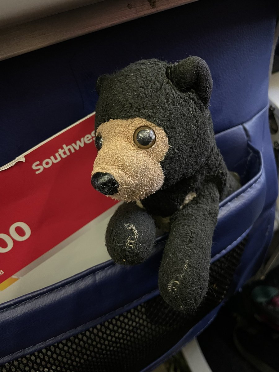 bugcatcherkate's tweet photo. Layover complete! We saw a big pelican and had a lovely breakfast ✨ let’s continue the adventure! ✈️

#tinybear #tinybeartravels #softadventures https://t.co/lrZ2FAhhOn