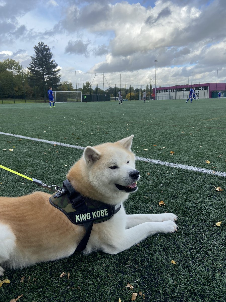 Kobe is having a nice day though <a href="/nonleaguedogs/">nonleaguedogs</a>
