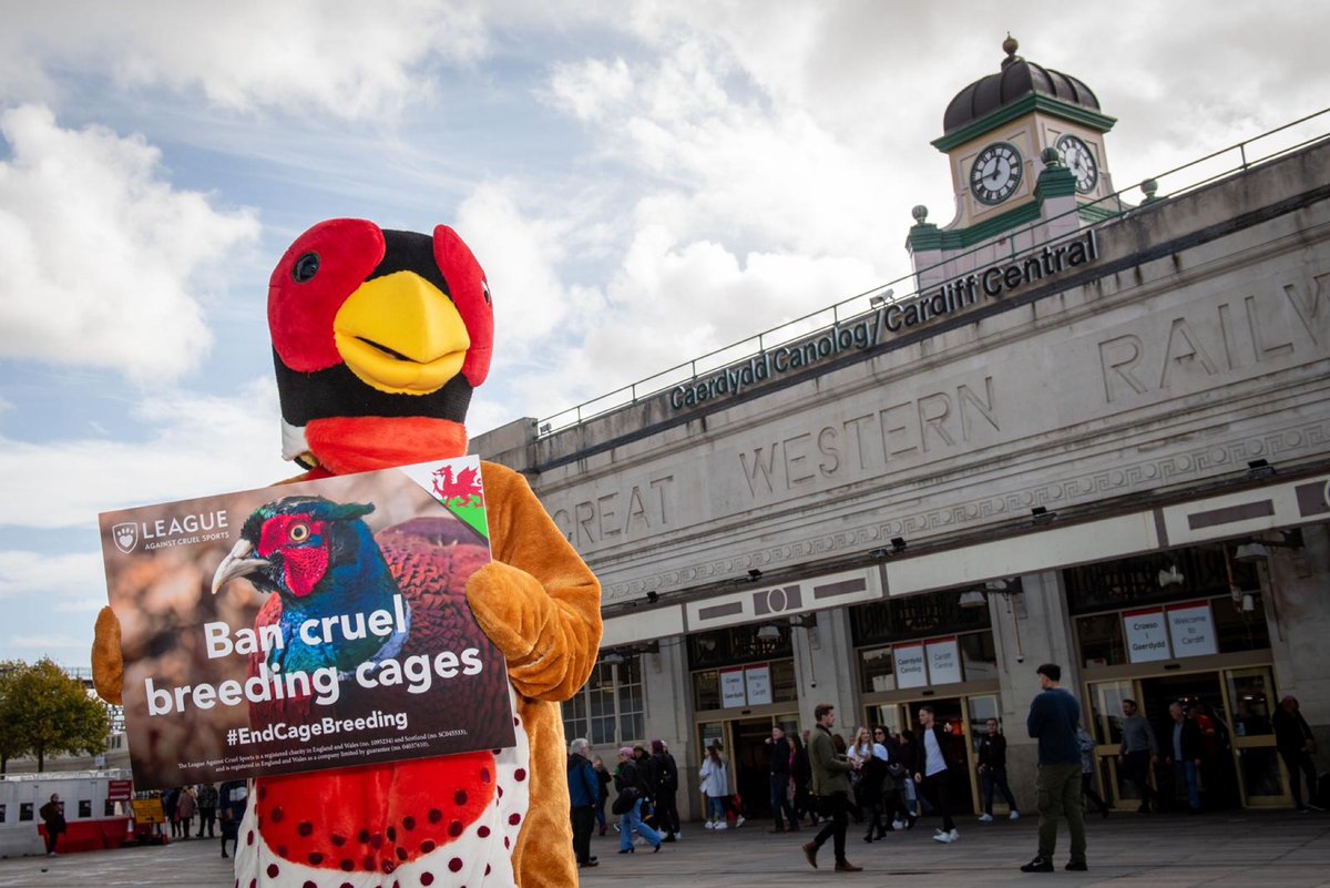 LeagueACS's tweet photo. Thank you for coming along today and showing support for our #EndCageBreeding campaign.

💡 Read our article: https://t.co/ofS45POaac

🏴󠁧󠁢󠁷󠁬󠁳󠁿 Come and see us in Swansea tomorrow:  https://t.co/G1PCD85c4X

⌨️ Take action: https://t.co/3GDy1MweuE

#Wales https://t.co/axeg7pAf3G