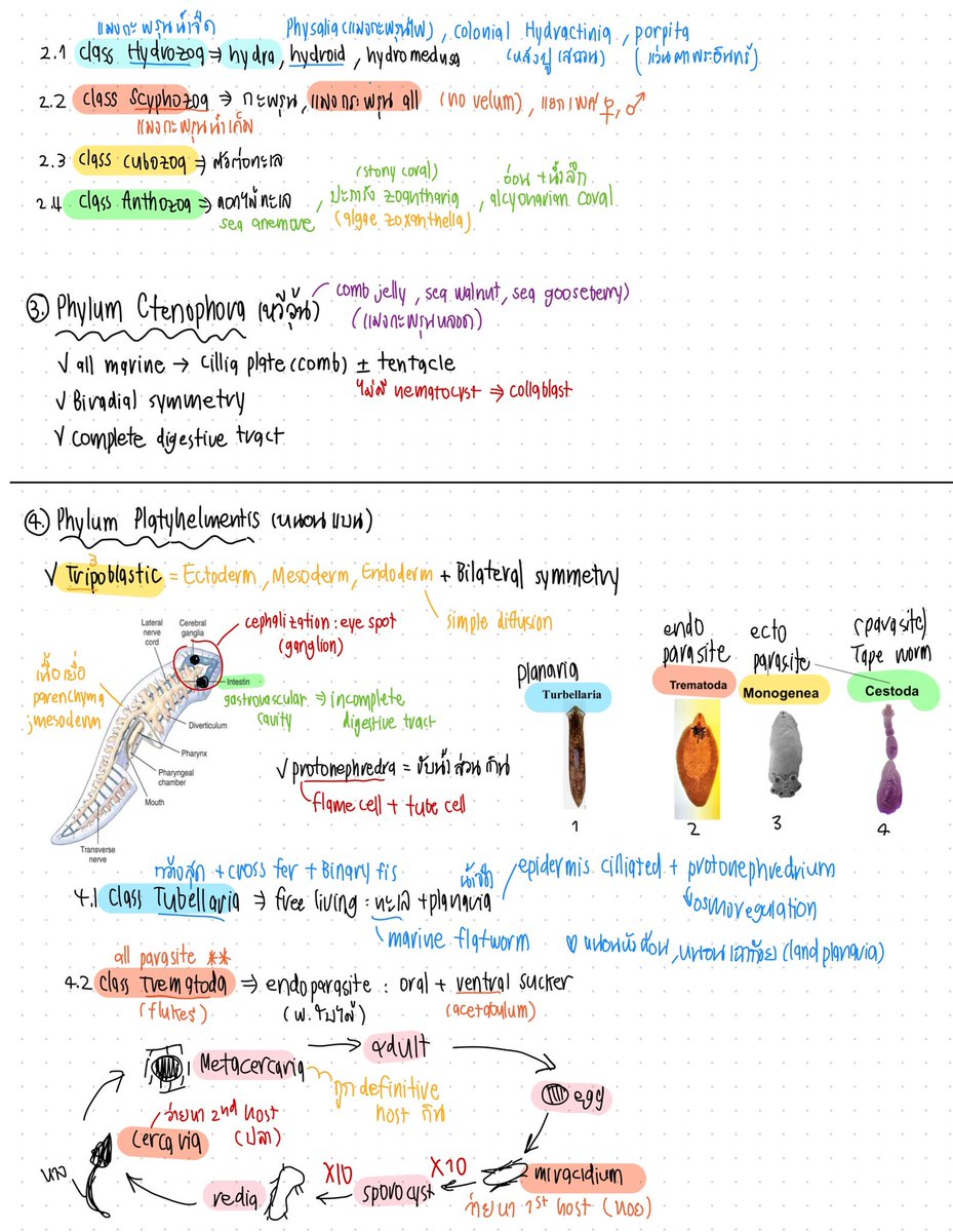 _Feelsnothing's tweet photo. Animal divesity 1/65
สอบกลางภาคเสร็จไปแล้วส่วนคะแนนก็ต้องรอดูกันไป ชีวะในมหาลัยอลังการมาก🥹
(1) https://t.co/wzy5y6eFD2
