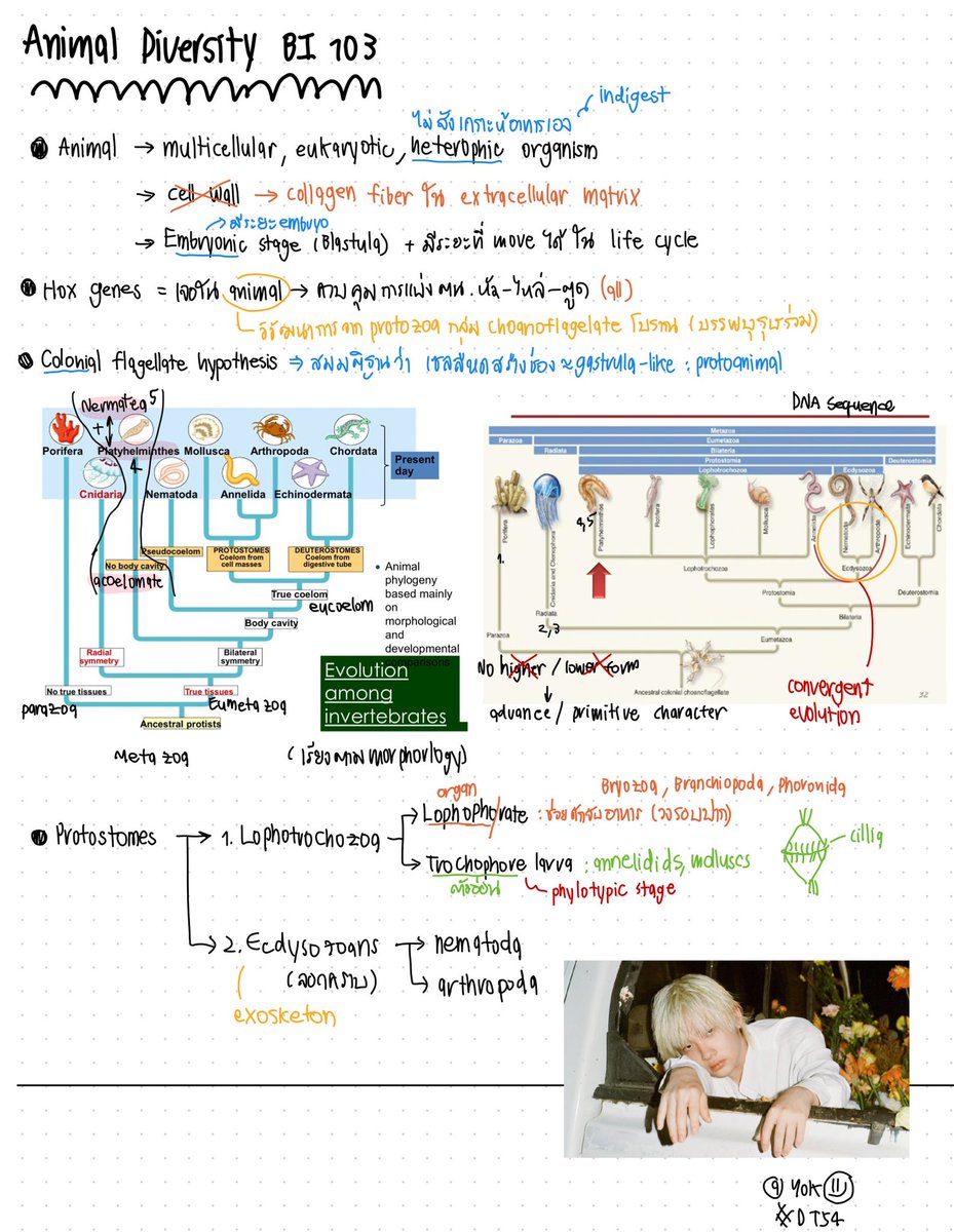 _Feelsnothing's tweet photo. Animal divesity 1/65
สอบกลางภาคเสร็จไปแล้วส่วนคะแนนก็ต้องรอดูกันไป ชีวะในมหาลัยอลังการมาก🥹
(1) https://t.co/wzy5y6eFD2