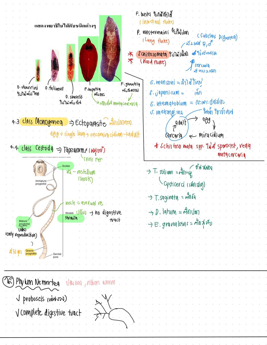 _Feelsnothing's tweet photo. Animal divesity 1/65
สอบกลางภาคเสร็จไปแล้วส่วนคะแนนก็ต้องรอดูกันไป ชีวะในมหาลัยอลังการมาก🥹
(1) https://t.co/wzy5y6eFD2