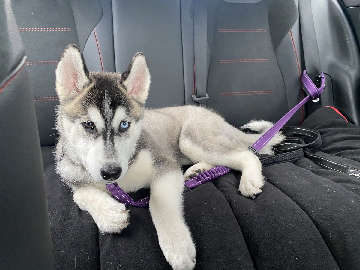 Life with my New Puppy is just so adorable #HuskyTwitter #husky #Husky