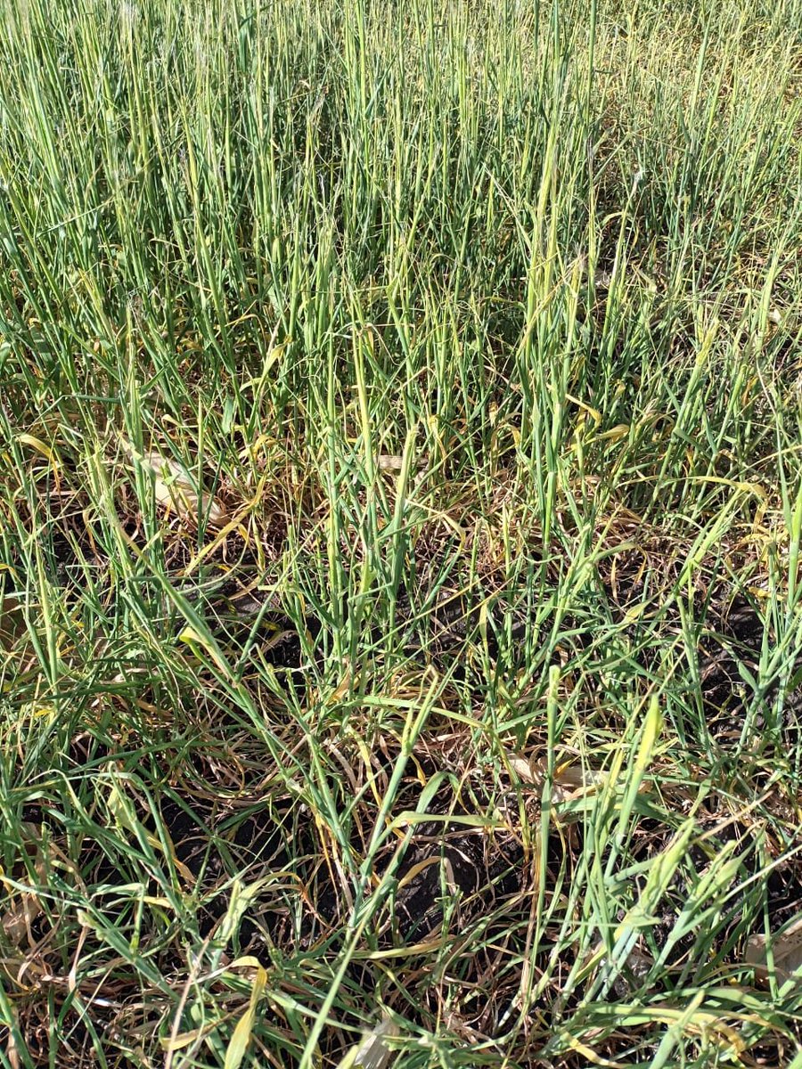 Dirían "nos toca bailar con la más fea", helada+sequía SE BS AS