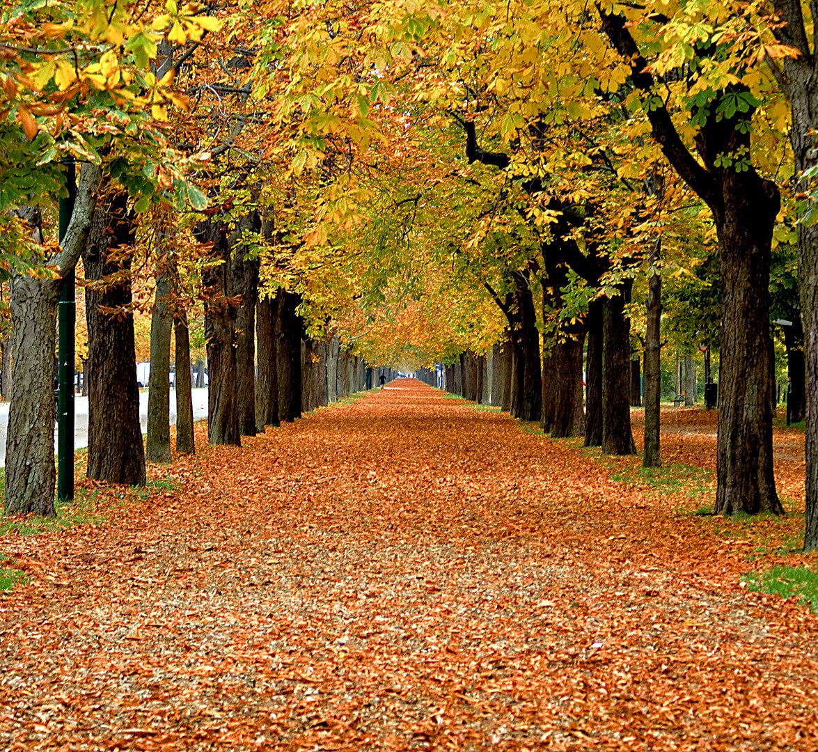 BenSostenuto's tweet photo. Good afternoon from Vienna ⛅️ ☕️ 🎶 
Autumn in the Prater Park in the second district. Have a good weekend! 🙂 🙌🏼
#OldVienna #Prater #AutumnInVienna #HaveAGoodWeekend #VPO https://t.co/roBRRVEKFT
