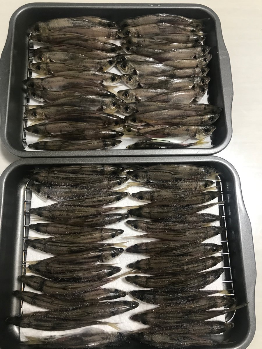 また豆アジ釣ってきた
ウキ沈んだり浮いたり走ったり虚無だったり面白すぎる 