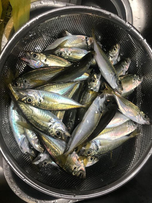 また豆アジ釣ってきた
ウキ沈んだり浮いたり走ったり虚無だったり面白すぎる 