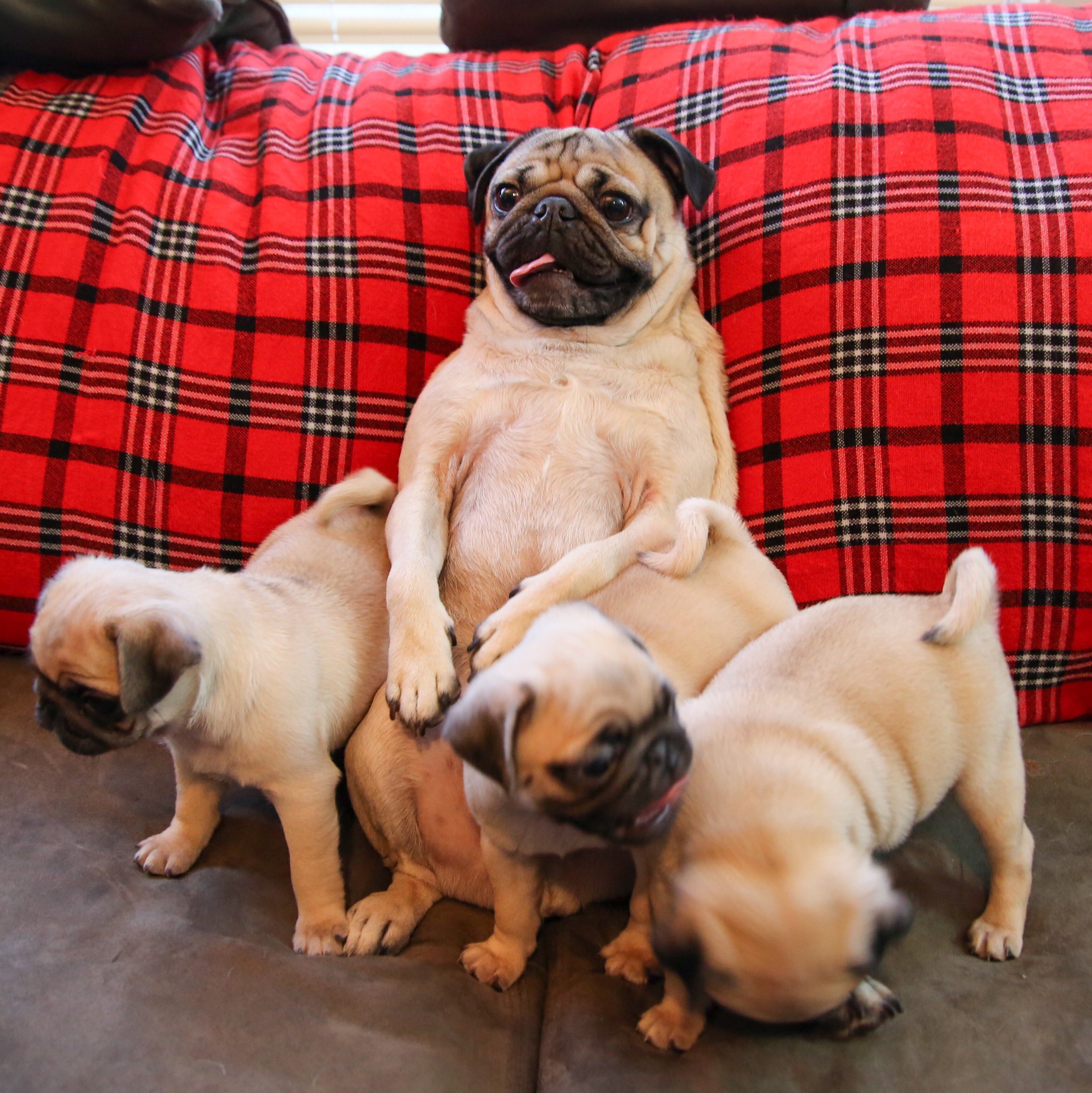 doug-the-pug-on-twitter-happy-national-pug-day-comment-pictures