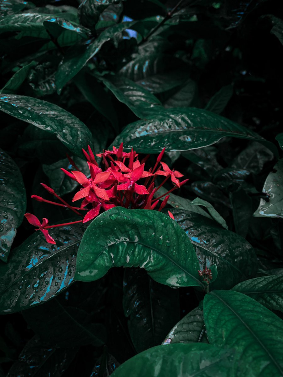 ash_sepuri's tweet photo. Ixora flowers❤️❤️
:
:
Check out this post in Pindle 
:
:
https://t.co/oi4xRHqfO4
:
:
@Pindle_India #pindle #pindleindia #shotoniphone #ixora https://t.co/tOkryxsnBV