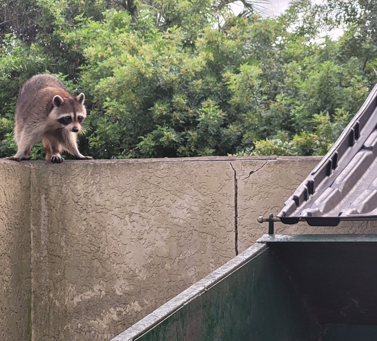 billeecox's tweet photo. Jump! You can #dothis so much #greatgarbagetoeat if you miss #itwonthurt https://t.co/X9khnnKFDi