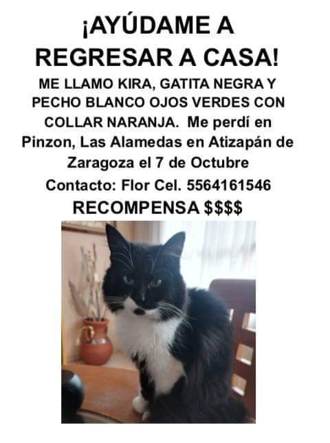 flowalaire's tweet photo. Sigo buscando a mi Kira 🙏🏼🙏🏼 #buscando #seperdio #AtizapanDeZaragoza https://t.co/Z3J9ylyd4i