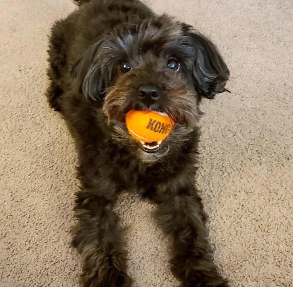 RadDiscord's tweet photo. Introducing #RadDiscord’s Co-Director of Recruitment @DavidLPayneMD, R3 #RadRes @SUNY @stonybrooku Radiology and Imaging Informatics. He makes a killer salsa👨🍳, has been playing guitar for 20 years🎸, and is obsessed with Penny🐕🦺 and Mochi🐈. #MedTwitter #RadTwitter #RadFuture https://t.co/IRuKHCAJub