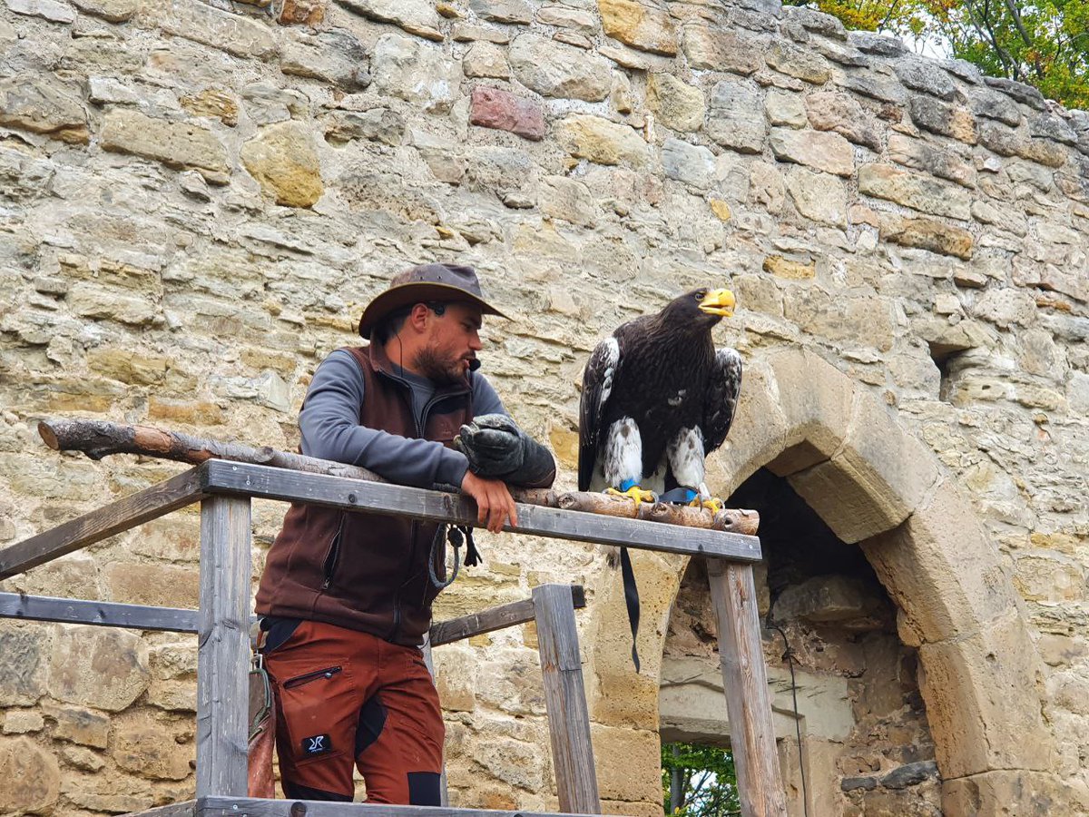HorstThuringia's tweet photo. Nächster Stop unseres Vereins #Jubiläum ist zum zweiten Mal die Flugshow der #Burg #Greifensten
Prächtige stolze Tiere🦅
The next stop of our club's 10th #anniversary is the air show at "Burg Greifensten" (#griffonstone) for the second time
Magnificent proud animals🦅
#MLP #brony https://t.co/EEpVCLyuKp