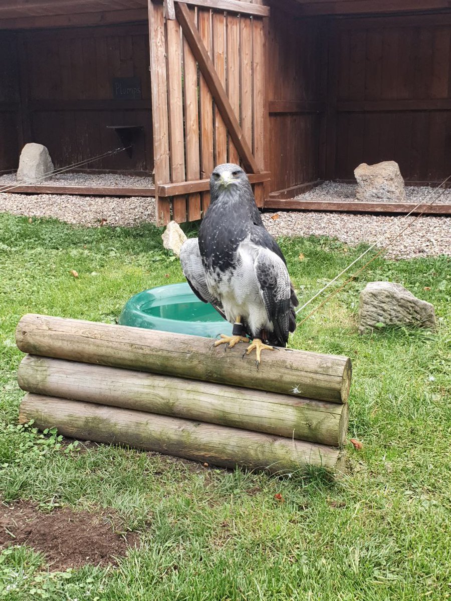 Nächster Stop unseres Vereins #Jubiläum ist zum zweiten Mal die Flugshow der #Burg #Greifensten
Prächtige stolze Tiere🦅
The next stop of our club's 10th #anniversary is the air show at "Burg Greifensten" (#griffonstone) for the second time
Magnificent proud animals🦅
#MLP #brony