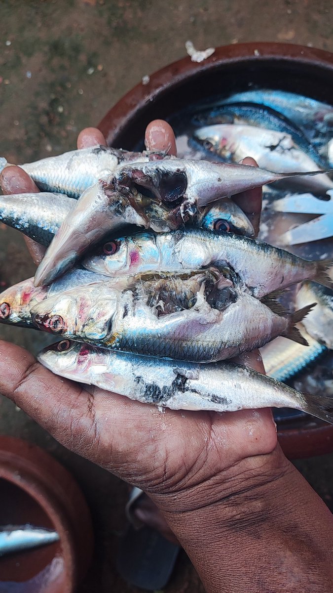 babulive's tweet photo. @myfreshtohome can you please explain what kind of shit you guys are delivering for the offer price?? #onlinefood #Delivery #fish #freshtohome #swiggy #Zomato #scammer #offers #foodpoison https://t.co/dMQRVIMGju