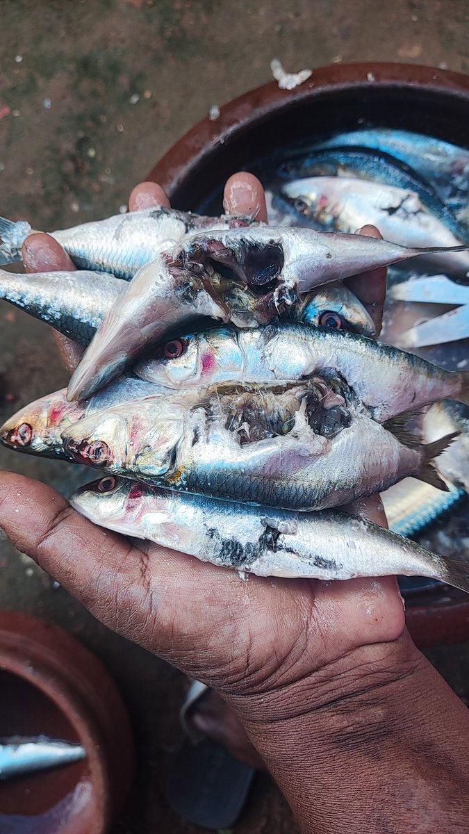 babulive's tweet photo. @myfreshtohome can you please explain what kind of shit you guys are delivering for the offer price?? #onlinefood #Delivery #fish #freshtohome #swiggy #Zomato #scammer #offers #foodpoison https://t.co/dMQRVIMGju