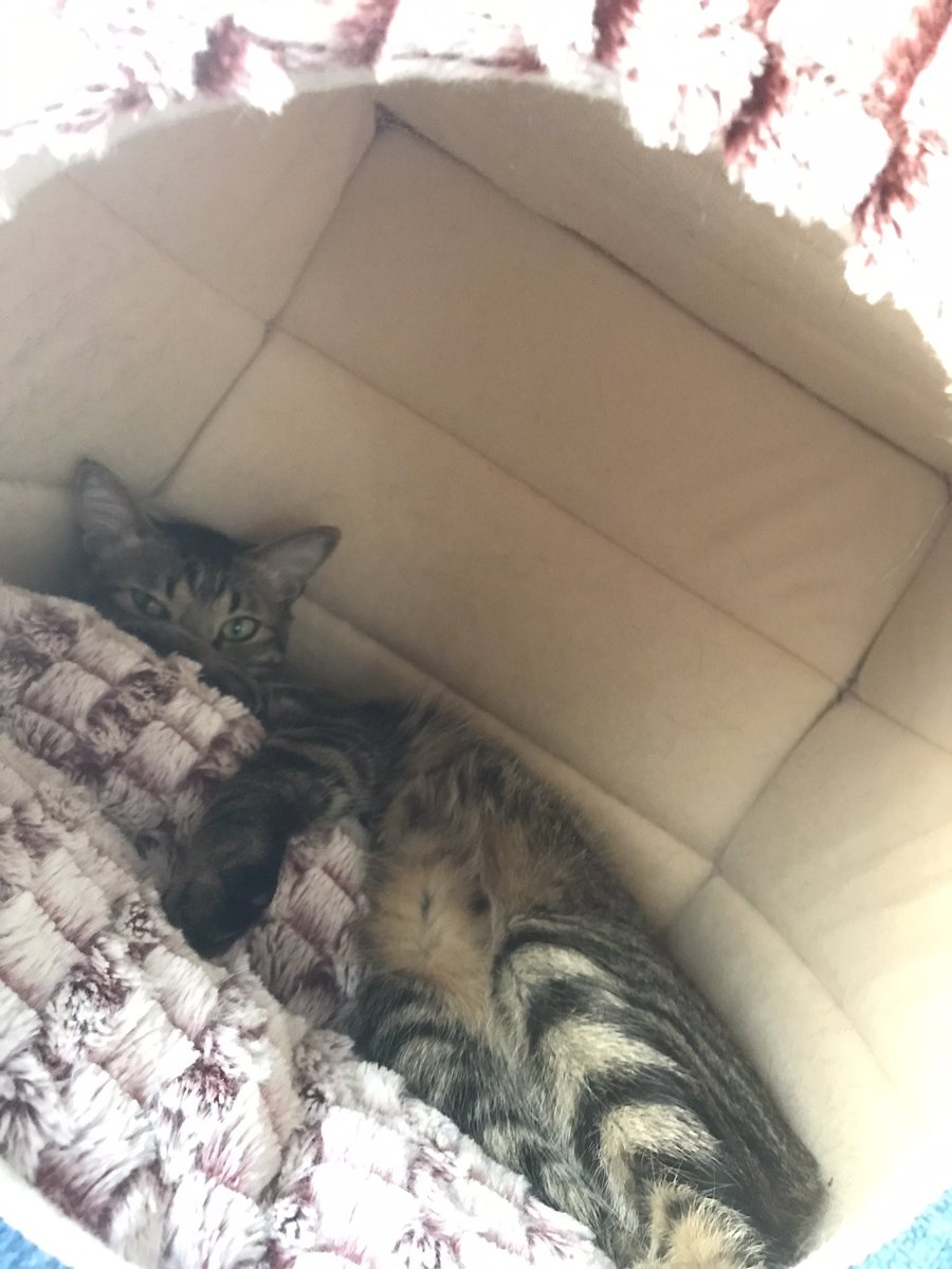 chiba_man's tweet photo. その寝方は猫らしさがねえからやめてくれ https://t.co/ghw1ucwNdg