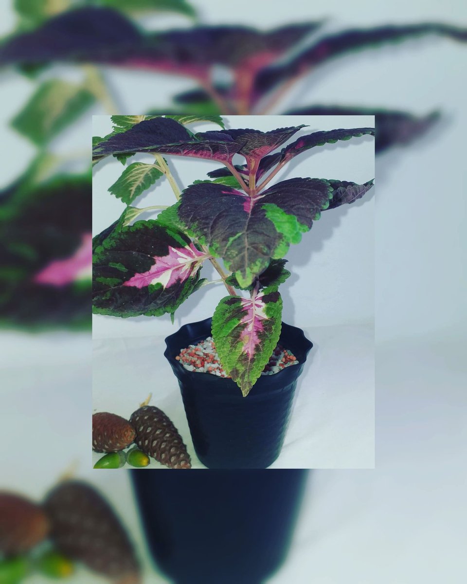 plantes chez pep tweet media