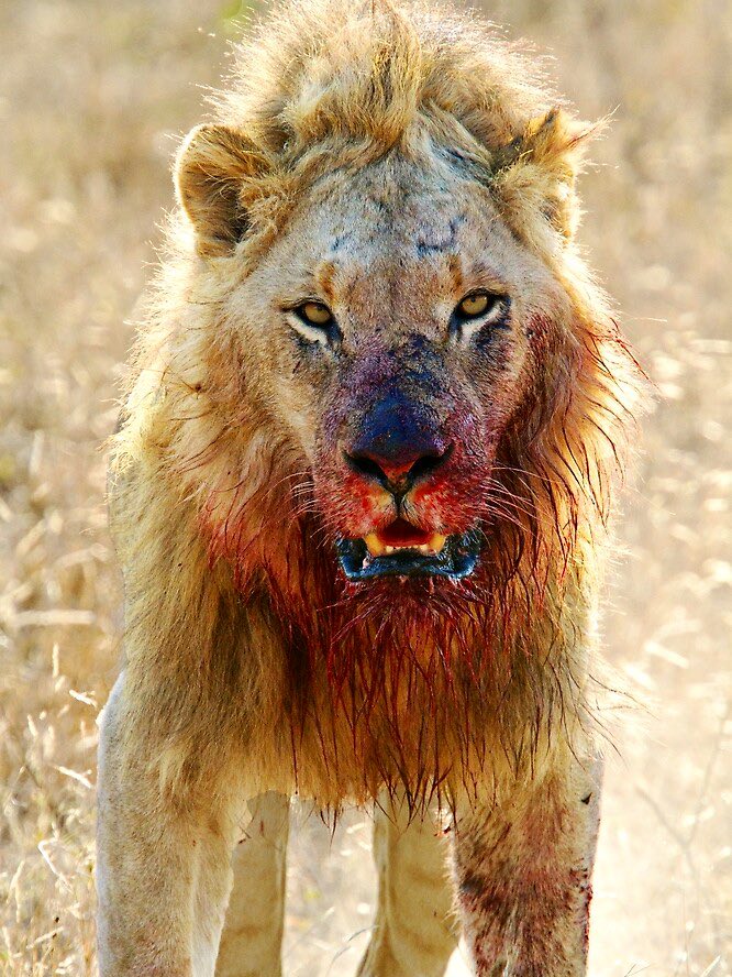 It’s a Choice.  You either hunt or you’re the hunted.  #RoarLions