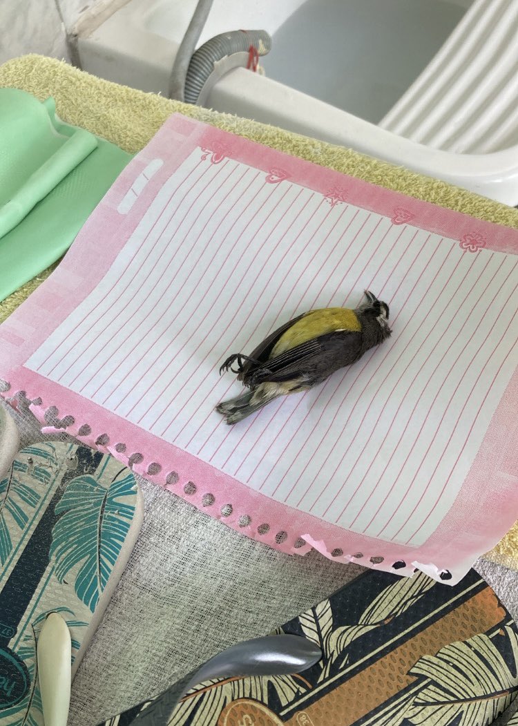 _Milalemos_'s tweet photo. Hoje uma das gatas da casa presenteou minha mãe com um passarinho morto no travesseiro https://t.co/FVS3cxFn7D