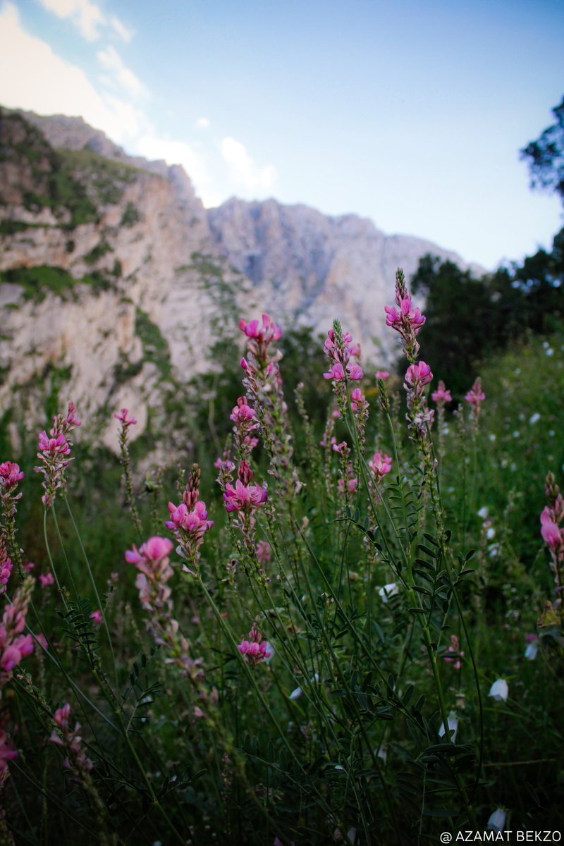 📸 Мои августовские кадры скалы Бек-Зоо 3400м и дикого эспарцета в нашем селе 🏔💐
📍Мурдаш, Алайские горы, Ошская обл., #Кыргызстан 🇰🇬

📸 My august shots of Bekzo rock 3400m and wild sainfoin in our village 🏔💐
📍Murdash, Alay mountains, Osh district, #Kyrgyzstan 🇰🇬