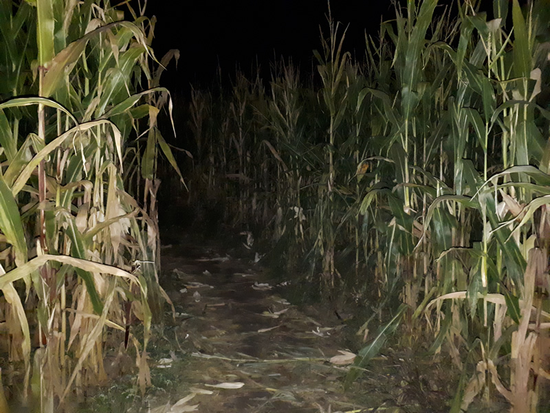 Firehouse tweet media