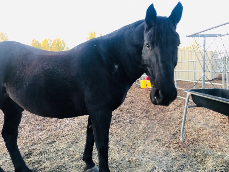 CPSMountedUnit's tweet photo. When you have to get up early on a weekend, but your co-workers look like this, you know you won the career lottery! 

Good morning from the @CalgaryPolice #MountedUnit! #yyc #wearehiring #JoinCPS https://t.co/DWuK7cDkuY