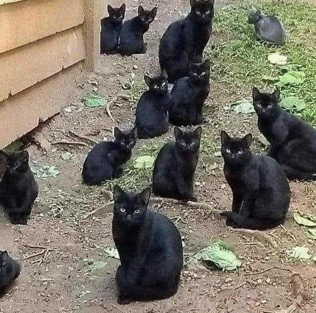 FELINEORACLE1's tweet photo. When asked about my retirement plans this is what I picture with a contented sigh.
#MoochtheOracle #yourfamiliarisspeaking #CatsofTwittter #witchesoftwitter #Caturday https://t.co/PJV72zhiJw