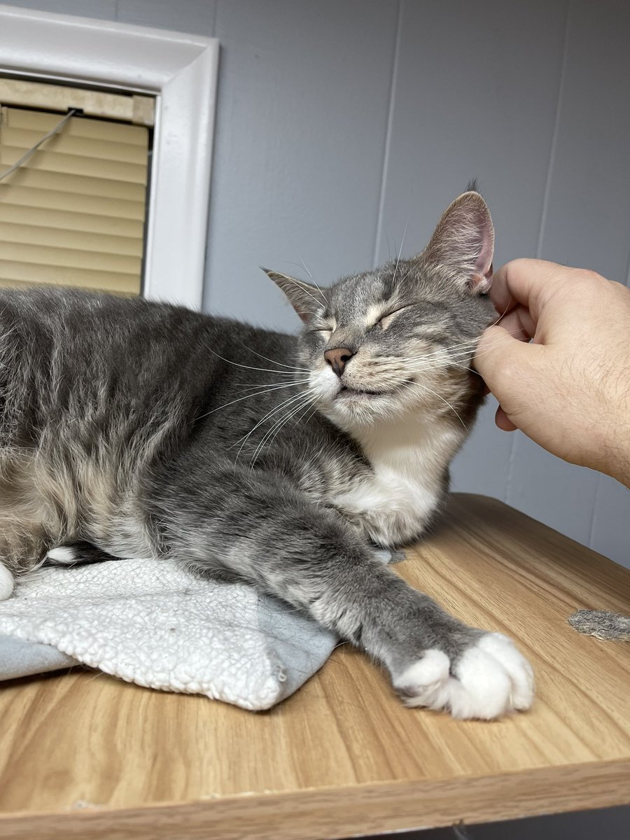 Saw somewhere that cats don’t smile. Fluffy here has the biggest smile. He will bear that smile for head-scritchies #Caturday #CatsOfTwitter #CatsOnTwitter