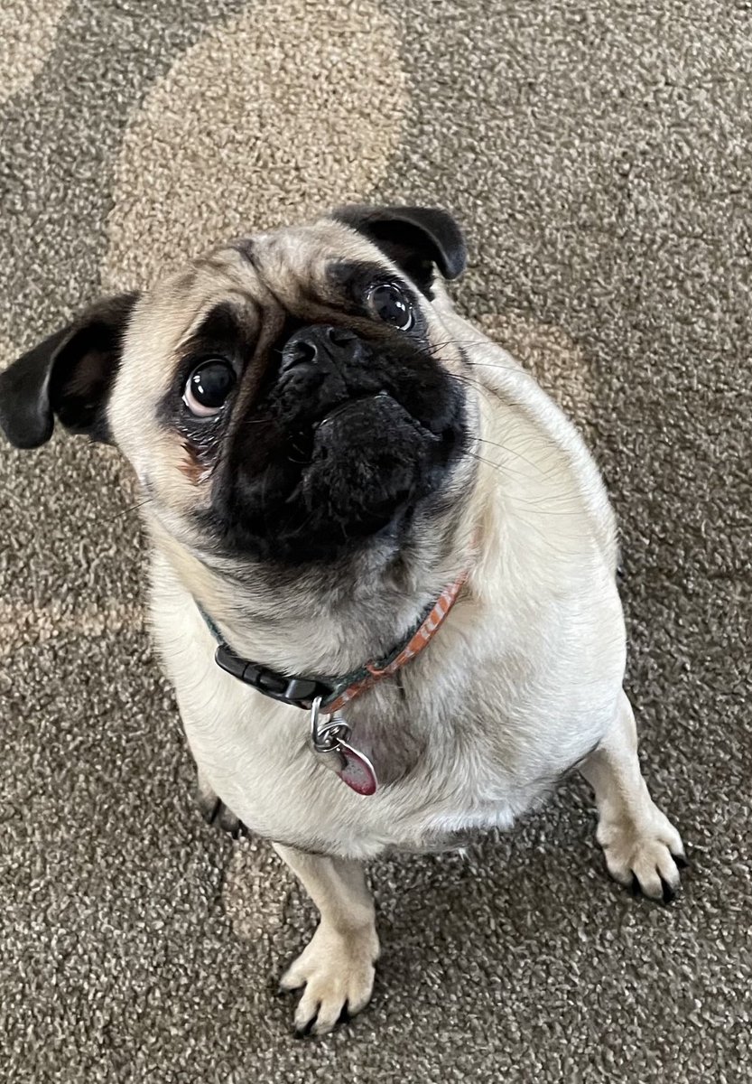 its_mimers's tweet photo. Happy #NationalPugDay to Toblerone!!! https://t.co/lugyz04F22
