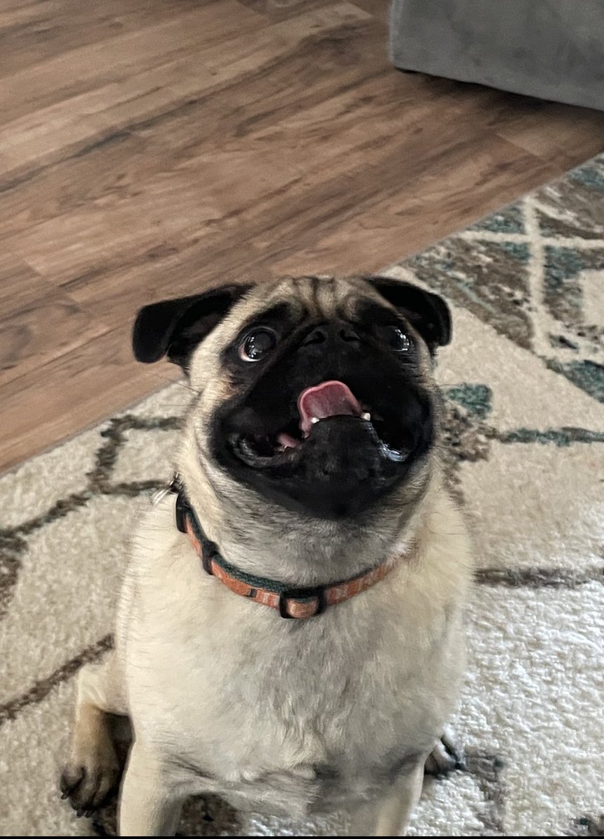its_mimers's tweet photo. Happy #NationalPugDay to Toblerone!!! https://t.co/lugyz04F22