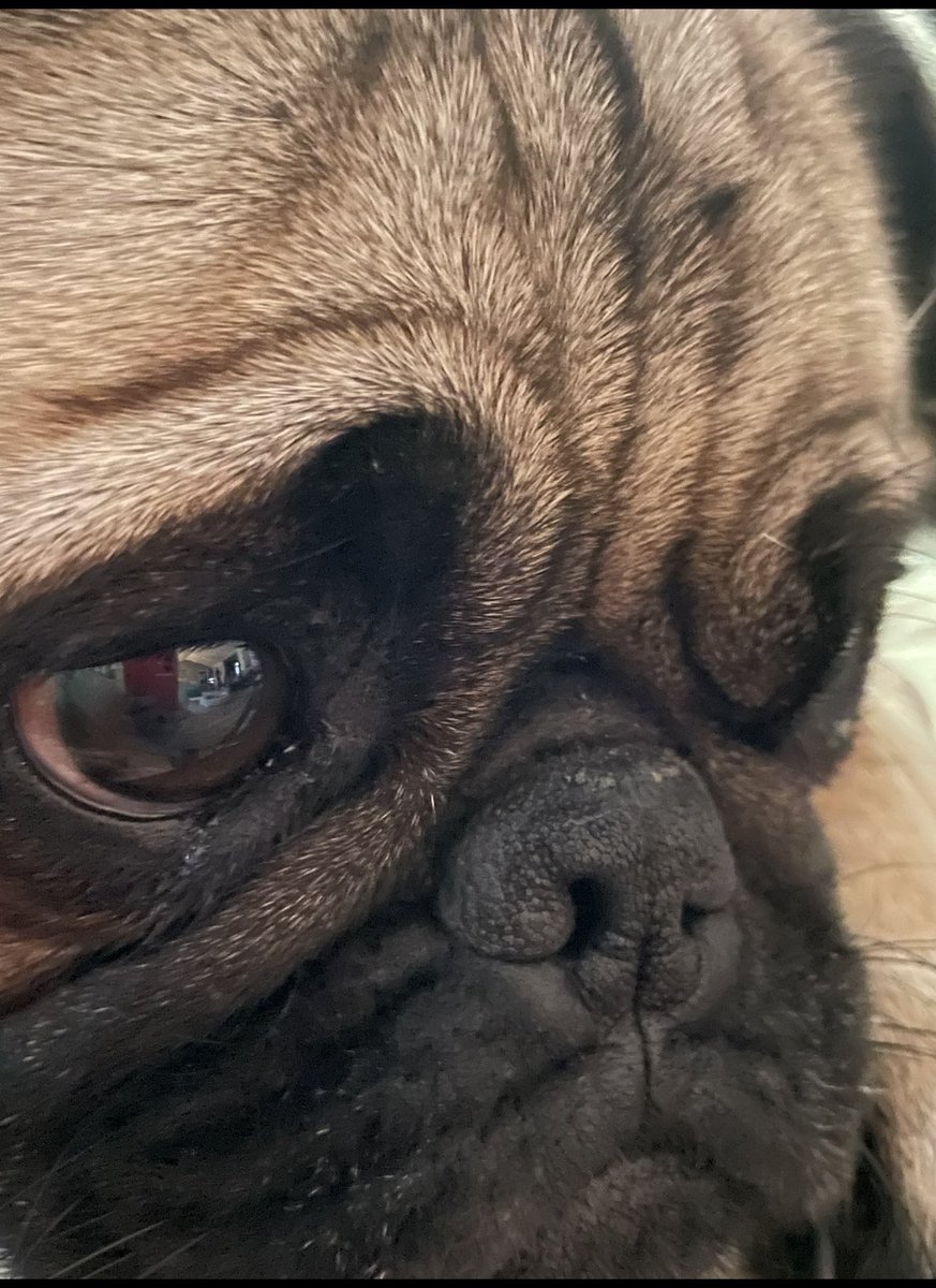 its_mimers's tweet photo. Happy #NationalPugDay to Toblerone!!! https://t.co/lugyz04F22