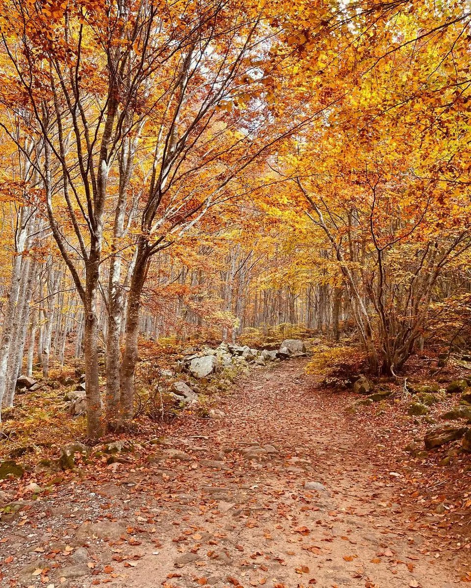 ModenaDintorni's tweet photo. L'#autunno al #LagoSantoModenese è magia! 🍁 

Qualche giorno fa vi abbiamo mostrato tramite un video la bellezza autunnale che ogni anno contraddistingue questo luogo. Oggi vogliamo  mostriamo tramite queste bellissime foto!

Ph martyoltre | Via #modenaedintorni https://t.co/aU4ew8kC6x