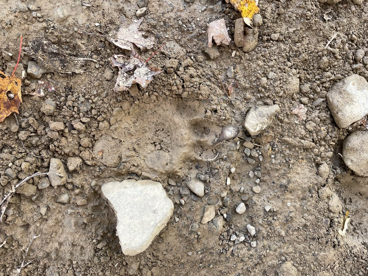 raymondh31's tweet photo. We got black bears on the property by the new pole barn. These tracks are huge. Night vision camera will be placed shortly. https://t.co/g9Zu3yMUIT