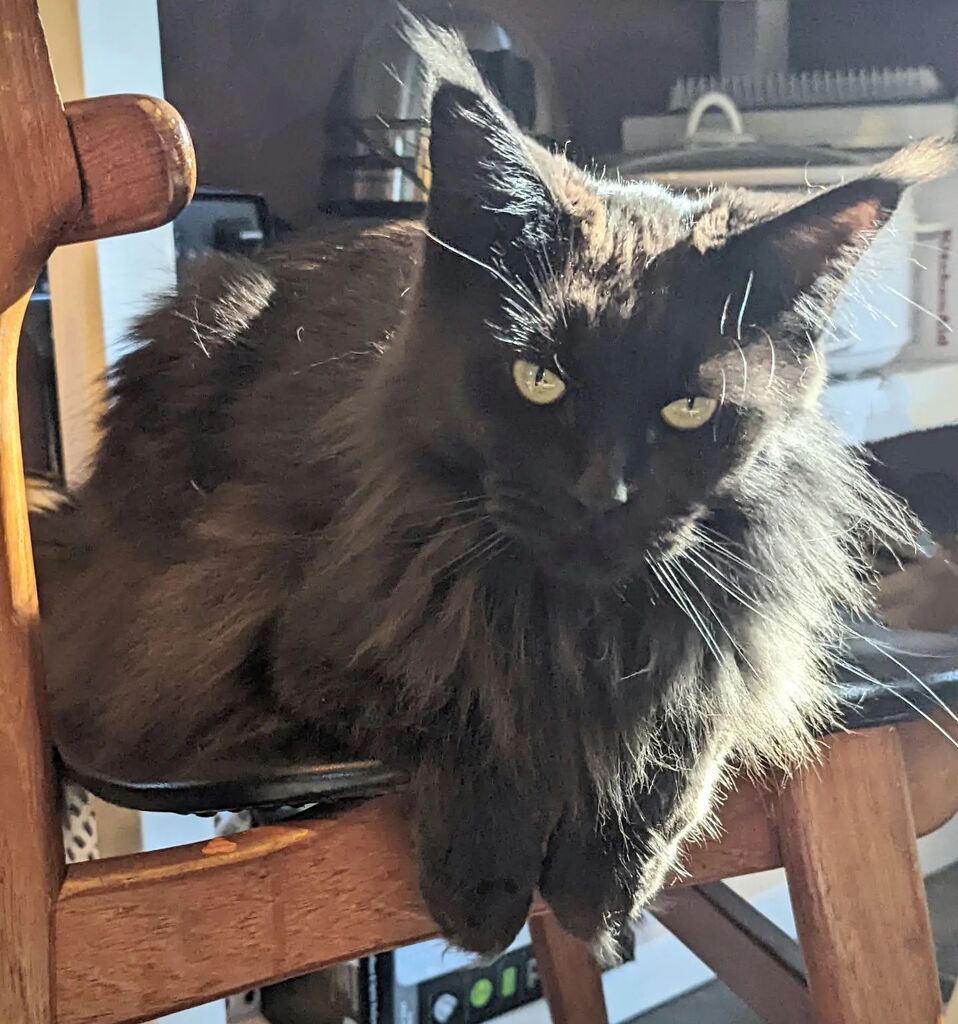 LadyLunaMoonCat's tweet photo. Good morning cat friends! #mainecoonsofinstagram #mainecoon #catsoftwitter #blackcatlove #caturday #caturdaycuties #meow #cfacats https://t.co/dw0HD0xacF https://t.co/C5nhEYITin