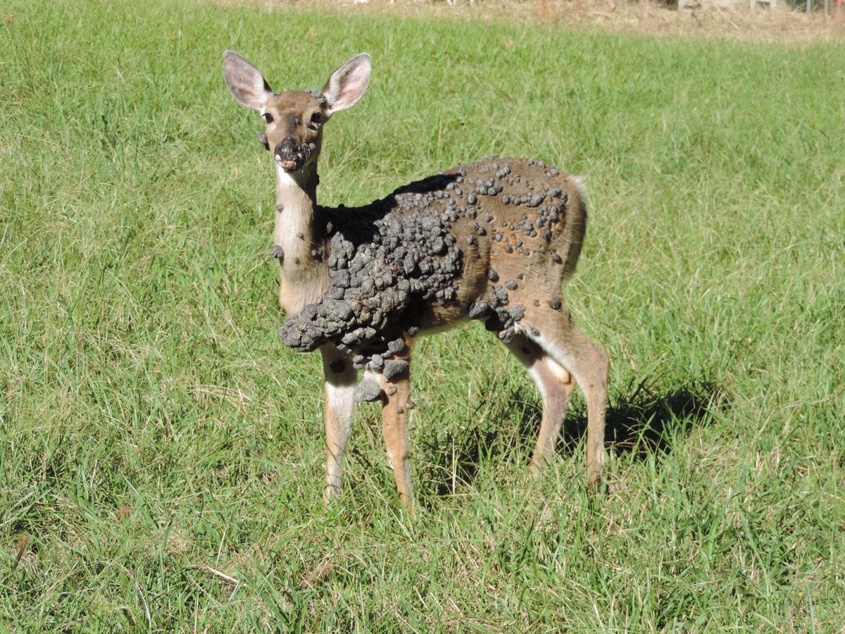 MSUDeerLab tweet media