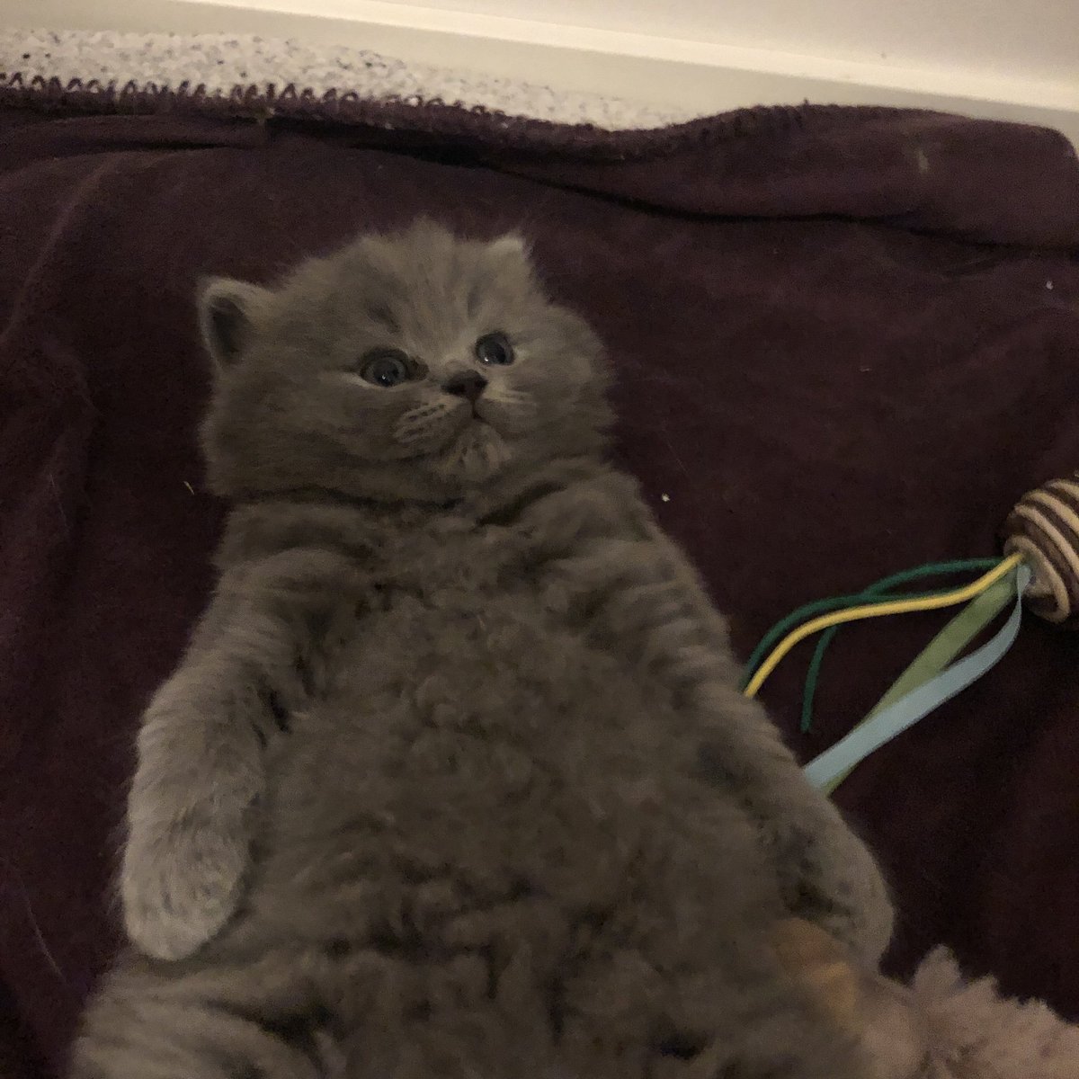 fluffyMiso's tweet photo. #CatsofTwittter #Caturday https://t.co/mCD15bjCPm