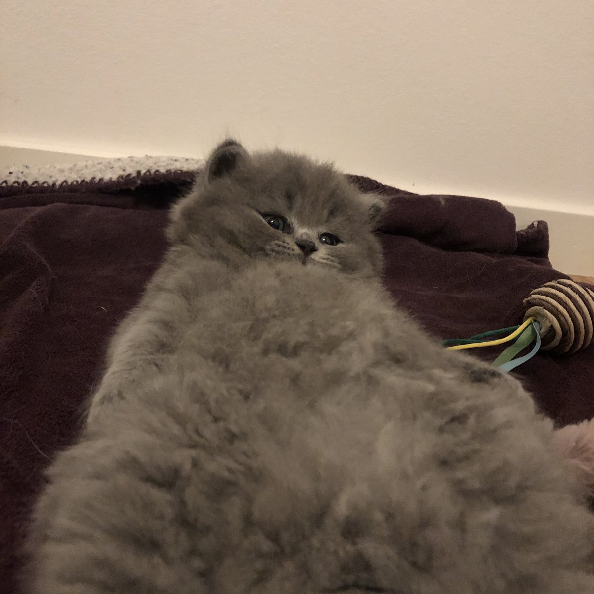 fluffyMiso's tweet photo. #CatsofTwittter #Caturday https://t.co/mCD15bjCPm