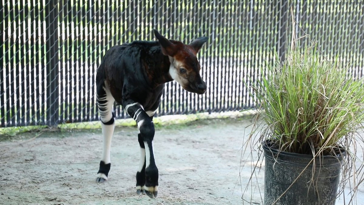 Disney Parks on Twitter: