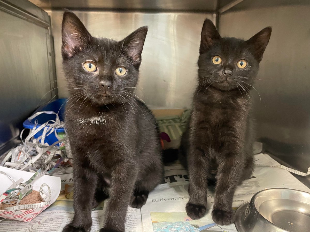 Malibu and Chanel make their purrrr-fect adoption debut today! Walk in to meet them, along with tons of amazing cats and kittens! #Caturday Questions? Text our team: 610-566-4575!