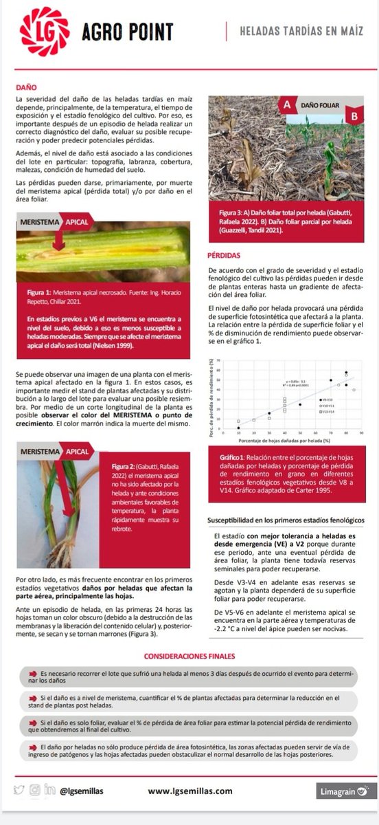 #HeladaMaíz2022
Entre otras cosas también tenemos heladas tardías en la siembra de Maíz Temprano.
 Desde <a href="/lgsemillas/">LG SEMILLAS 🌽🌻🌾🌱</a> el equipo #DesarrolloLG comparte un aporte descriptivo para consultar. <a href="/alebolton1/">alebolton</a> <a href="/LeonelCarignano/">Leonel Carignano</a> <a href="/JochiArigos/">Jochi Arigós</a>
