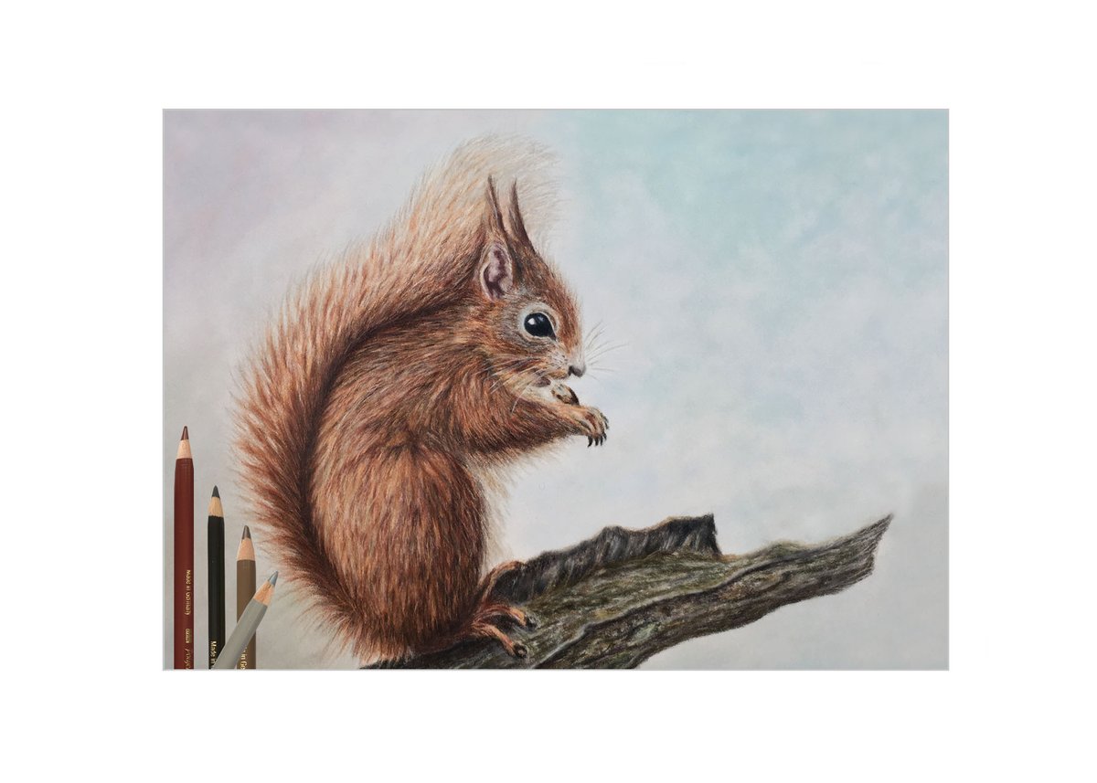 I was inspired to draw this red squirrel after seeing the beautiful squirrels Alex Fleming had drawn. Loved his so much I bought a print from him. ref image from istockphoto. A4, white Pastelmat. Pencils Faber Castell Polychromos, Caran d’ache Luminance. Background pan pastels