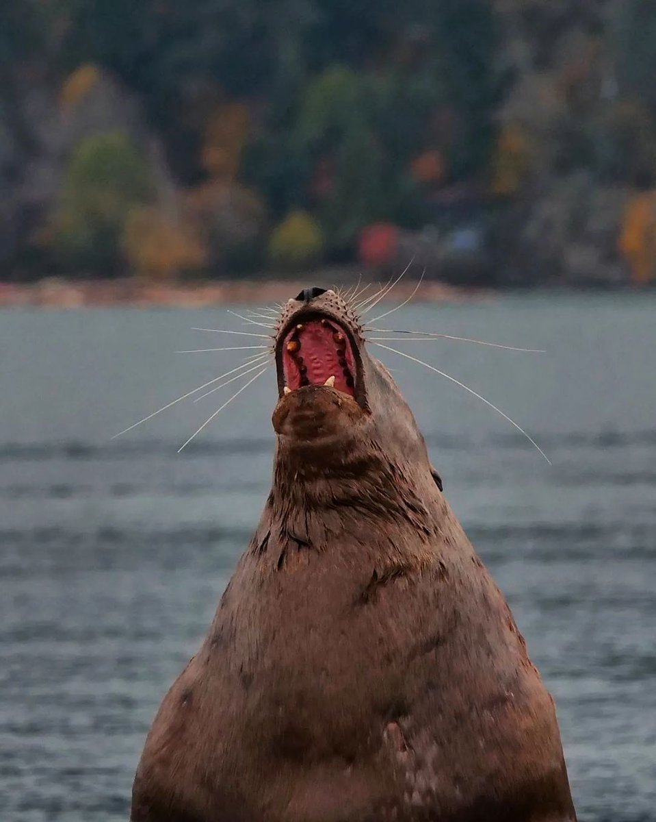 This week's Caption This comes from rise_photos_ /IG! How would you caption this moment?😱 😂 Want to see your pic as our Caption This? Use #ShareCanGeo for a chance to be featured!🤩 #Wildlife #WildlifePhotography #Canada #Funny