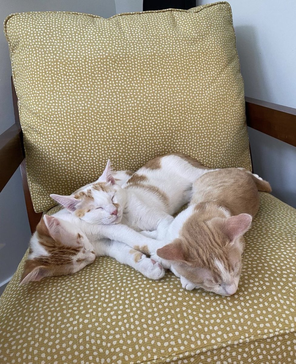 saf6's tweet photo. @ellle_em Gus Jr, Clyde, and Bandit (baby bothers) https://t.co/Slx9dMUMh0