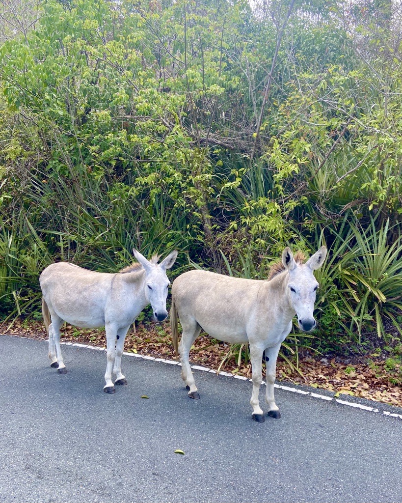 USVItourism's tweet photo. Did you know that there are wild donkeys in the #USVirginIslands? 🐴​

Tag who you want to visit #StJohnUSVI with!​

Remember: these friendly creatures are fun to take photos of but please don’t feed or pet them. 

#VisitUSVI #ReconnectWithParadise #USVINice #USVI https://t.co/Jjzt5mgBQJ