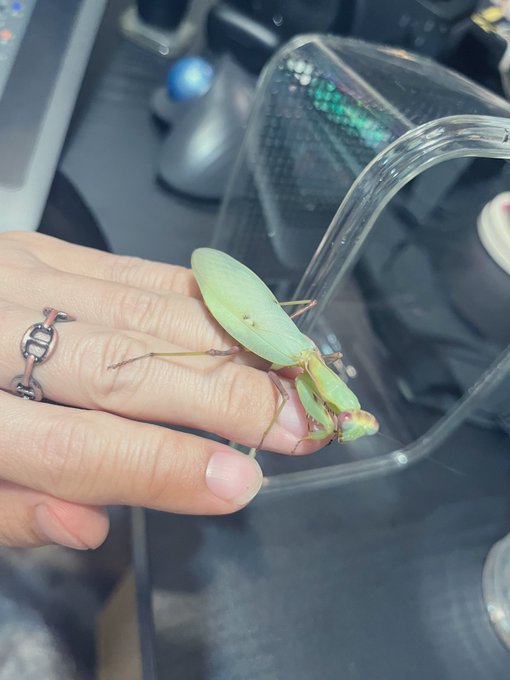 最後のハラビー♀さんは
白い翅だったので
ロリータにします 