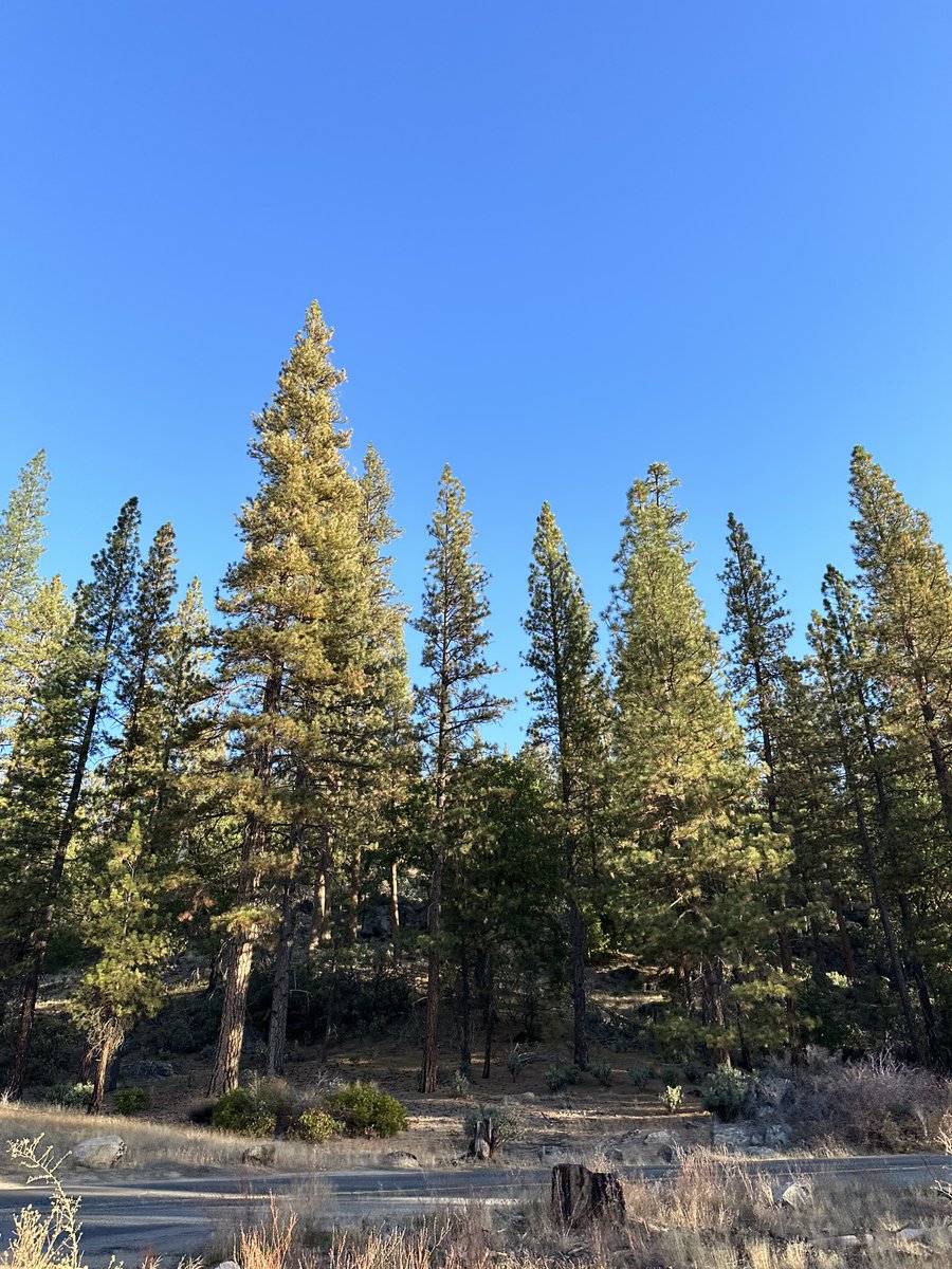 SuperSkwrl's tweet photo. I’ve been in Yosemite for 5 minutes and our squirrel community here is strong. Can’t wait to train with them 💪🐿️ https://t.co/ORo1vFPNNF